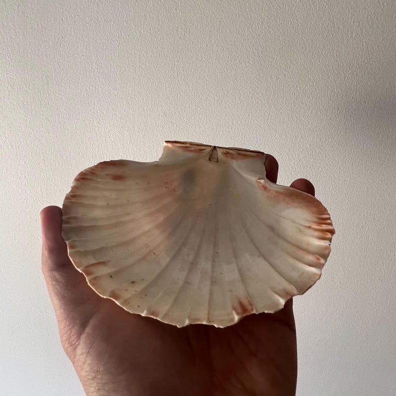 May include: A fan-shaped scallop shell with a creamy white surface and delicate, radiating ridges. The outer edges of the shell feature subtle, light brown, and reddish-orange markings, showcasing a natural, textured, and symmetrical fan-like form.