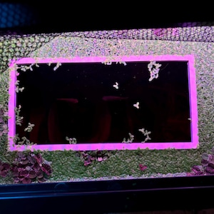 May include: A rectangular aquarium with a black interior, framed by a bright pink light. The tank is filled with green aquatic plants and small white floating plants. Two small fish are visible inside the tank.