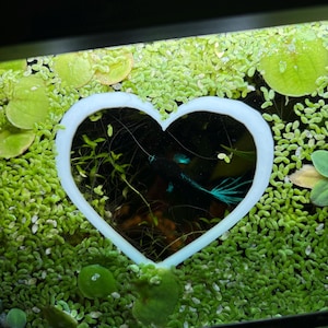 May include: A heart-shaped aquarium decoration frames a black and teal betta fish. The tank is filled with green aquatic plants, including duckweed and larger lily pads. The heart is white and appears to be made of plastic.