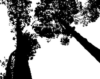 May include: Black and white illustration of trees from a low angle perspective. The image features the silhouettes of several trees against a white background. The trees have thick trunks and branches with leaves. The artist's signature is in the bottom right corner.