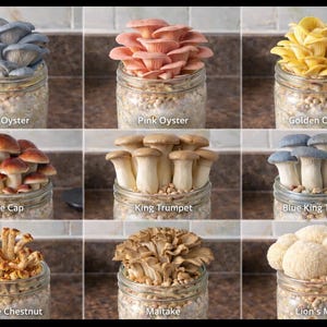 Puede incluir: Nueve frascos de diversas variedades de setas, incluyendo Ostra Azul, Ostra Rosa, Ostra Dorada, Wine Cap, Trompeta Rey, Trompeta Rey Azul, Castaña Pecosa, Maitake y Melena de León. Cada frasco está etiquetado.