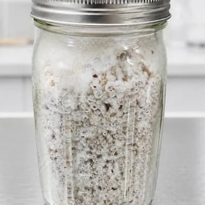 Grain spawn XL Jar mushroom propitiation kit