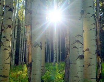 Aspen Tree Wall Art | Colorado Nature Digital Print
