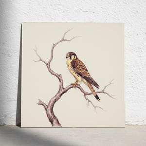 Op de afbeelding: Een vierkante wandkunstprint met een gedetailleerde illustratie van een torenvalk zittend op een kale, bruine boomtak. De vogel heeft bruin en wit gevlekte veren, een donker oog en gele klauwen. De achtergrond is een effen, licht crèmekleurig.