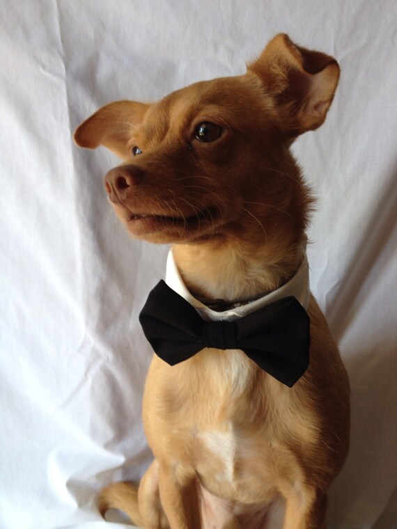 Items similar to Pet Bow Tie and Shirt Collar in Assorted Cotton Colors on Etsy