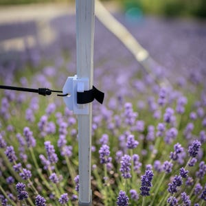 May include: A white plastic clip with a black strap is attached to a white pole. A black cord is connected to the clip. The background is a field of purple lavender flowers, with a blurred tent pole in the distance.