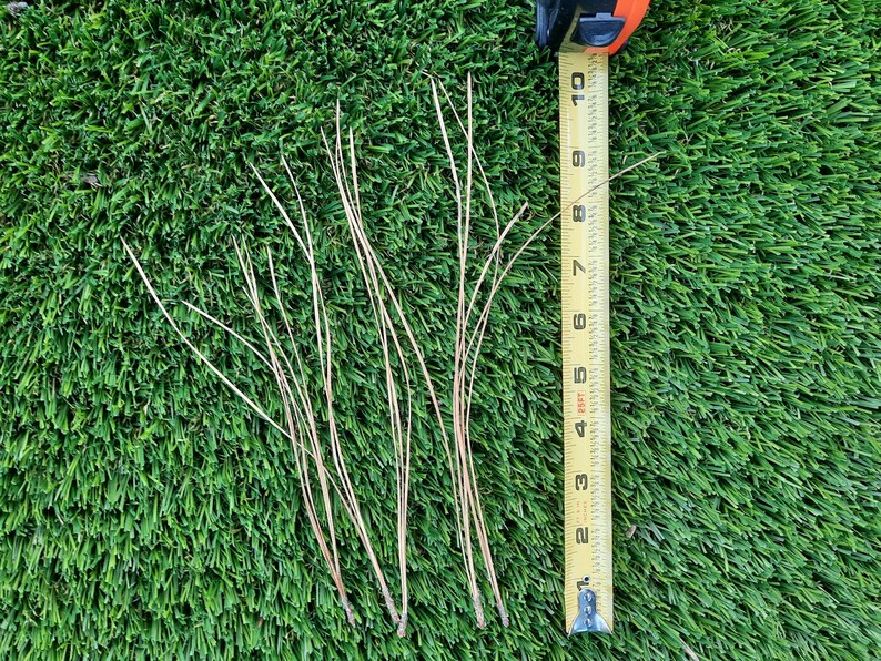 LONG NEEDLE PINE Straw Pine Needle Crafts Pine Needle Basket Etsy