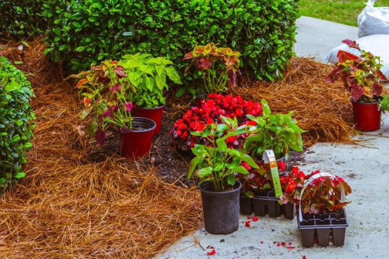 LONG NEEDLE PINE Straw Pine Needle Crafts Pine Needle Basket Etsy