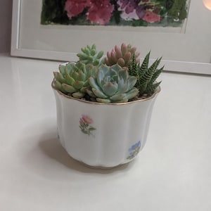 May include: A white, scalloped-edge planter with a gold rim, filled with a variety of succulents. The planter is decorated with small floral designs. The succulents are various shades of green, pink, and blue-green.
