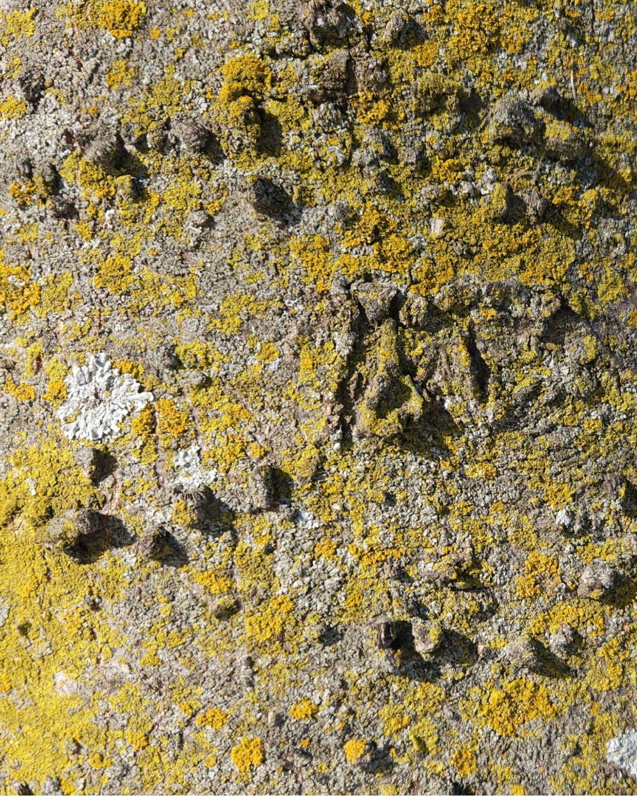 Neutral Nature Wall Art – Tree Bark Texture Print, Yellow Lichen ...