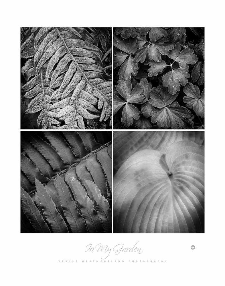 Photography Posters Garden Posters Nature Posters Etsy