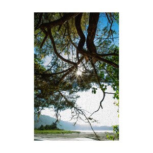 Carte de notes photographiques, Sunburst Through the Trees, Salt Creek, Washington, Péninsule Olympique