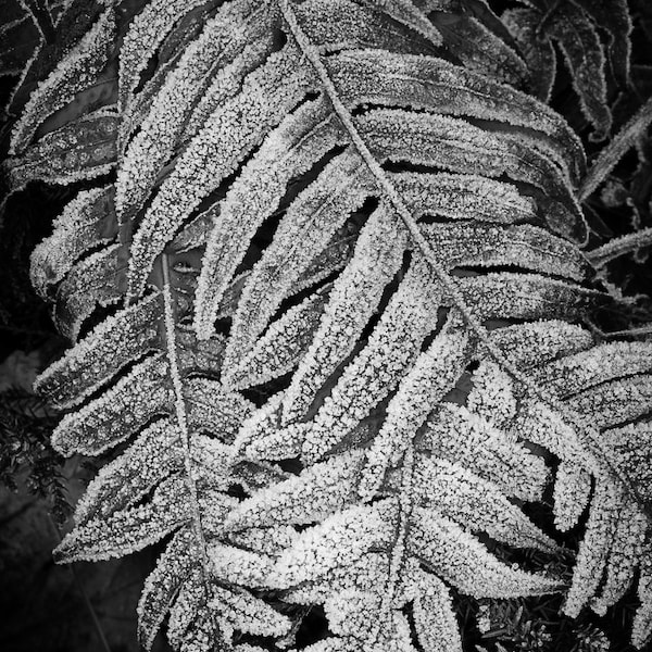 Nature Photography, Black & White Photography, Olympic Peninsula, Washington, Frosty Fern