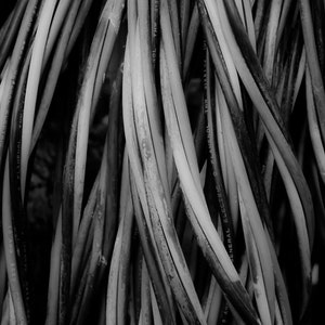 Abstract Photography, Black & White Photography, San Juan Islands, Washington, Nest of Cords