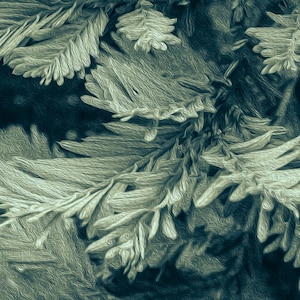 Nature Photography, Redwood Tips