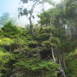Fotografie Grußkarte, Bäume im Nebel, Salt Creek, Washington