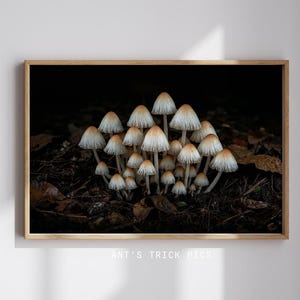 May include: A framed photograph featuring a cluster of small mushrooms with white caps and tan stems. The mushrooms are densely packed together, set against a dark background of soil and fallen leaves. The image is framed in a wooden border.