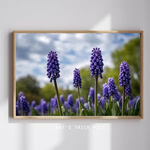 Purple Australian Native Flower Print, Close Up Macro Photography, Violet Aussie Wildflower Wall Art, Coastal Boho Decor, Digital Download