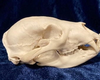 Svartbjörnskalle cruelty-free replika - vit