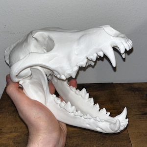 Op de afbeelding: Een witte, gedetailleerde replica van een hondenschedel, met de tanden en botstructuur. De schedel wordt door een hand vastgehouden, met de tanden en kaak duidelijk zichtbaar. De schedel is een decoratief item.
