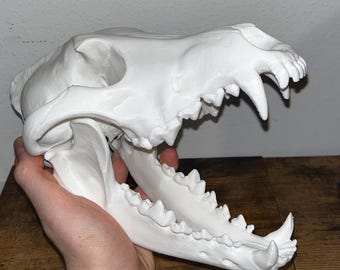 Réplica de calavera de lobo hecha sin crueldad animal - blanca