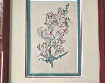 Framed 1838 Botanical Print, Antirrhinum Caryophylloides, Vintage Style