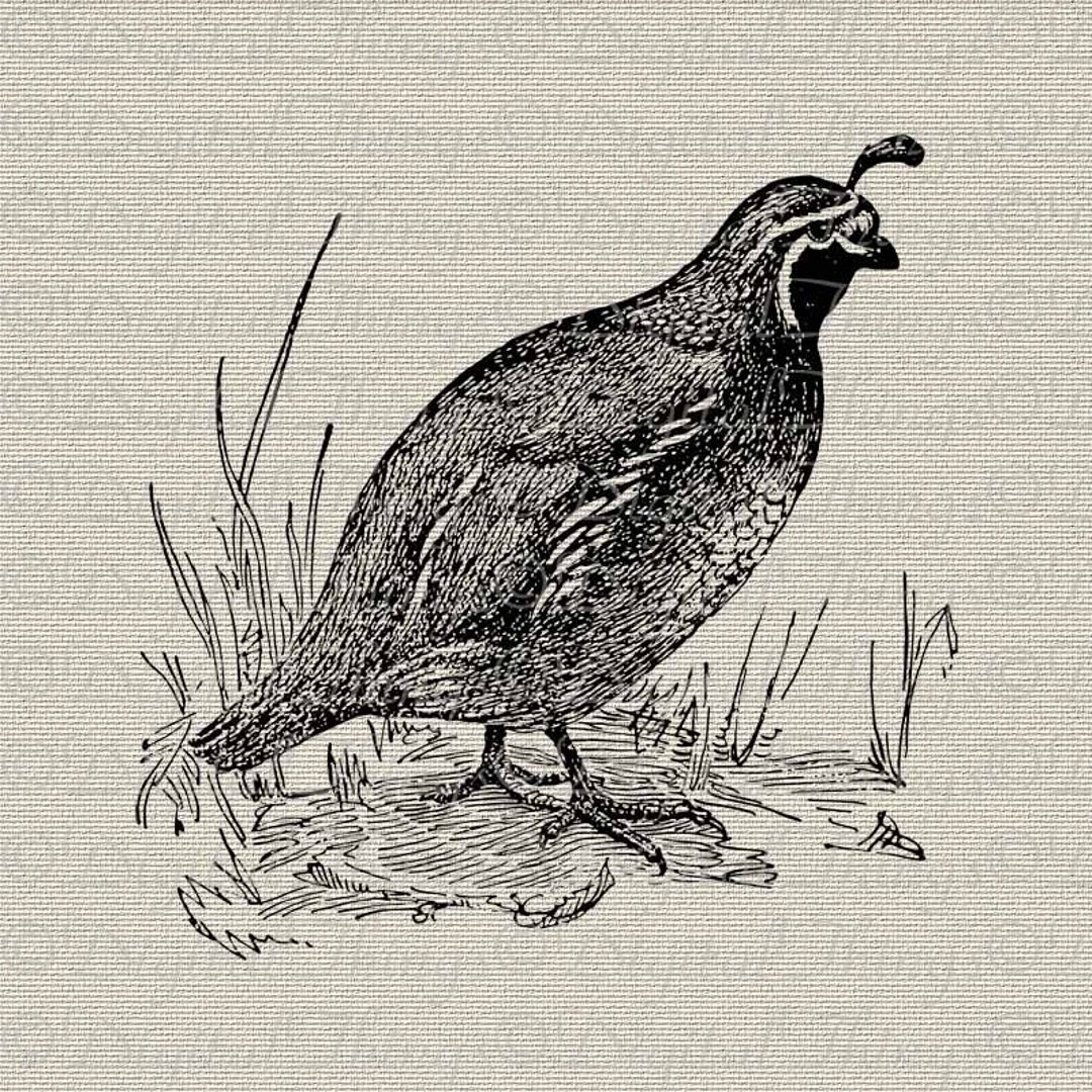 Quail Bird Nature Art Wall Decor Art Printable Digital Download for Iron on Transfer to Tea ...