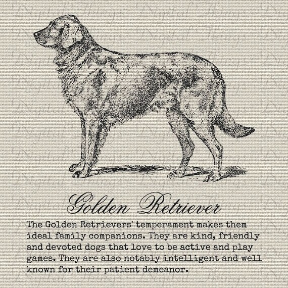 Etsy golden retriever cheap