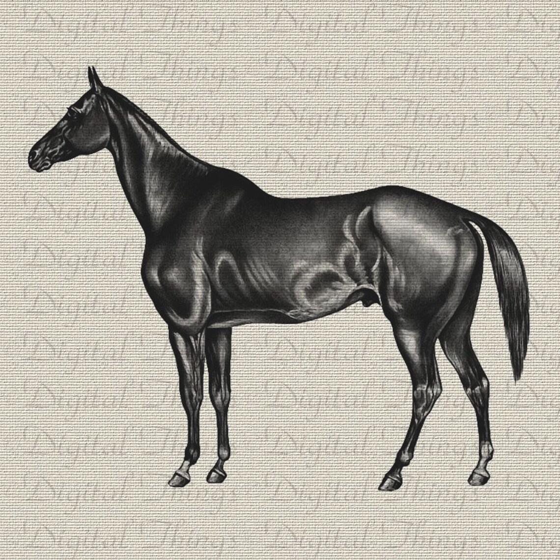 Horse Equestrian Profile Portrait Animal Art Wall Decor Art | Etsy