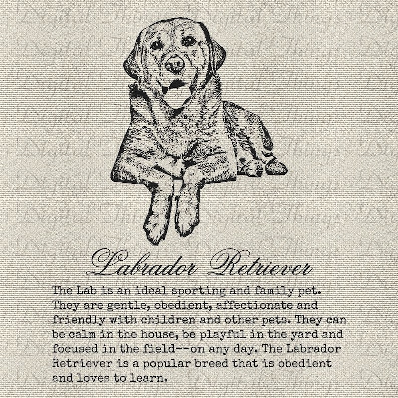 Labrador Retriever Dog Definition Description Wall Decor Art Etsy