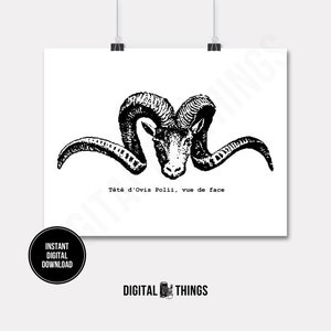 French Ram Sheep Head Horns Nature Art Wall Decor Art Printable Digital Download for Iron on Transfer Tea Towel Fabric Pillows DT217 image 1