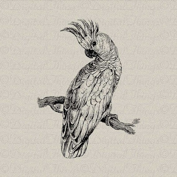 Cockatoo Parrot Bird Tree Nature Art Wall Decor Printable Digital Download For Iron On Transfer Tea Towel Fabric Pillows Dt188