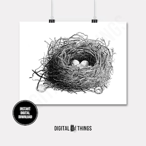 Bird Birds Nest Eggs Wildlife Art Nature Art Wall Decor Printable Digital Download for Iron on Transfer Tea Towel Fabric Pillows  DT391