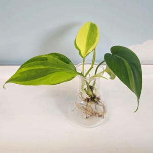 May include: A Philodendron Brasil plant cutting with variegated heart-shaped leaves in shades of dark green, lime green, and yellow, rooted in a clear glass Erlenmeyer flask. The plant features visible white roots submerged in the glass container.