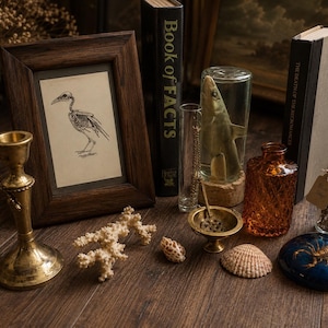 May include: A collection of curiosities including a dark wood framed bird skeleton illustration, a brass candlestick, a shark specimen in a glass jar, a Book of Facts, a textured amber glass bottle, a small glass vial with herbs, and a blue scorpion paperweight.
