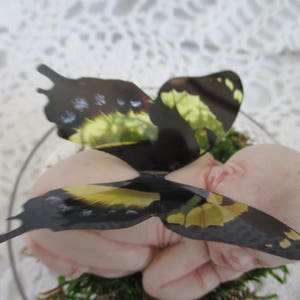 dramatic flutter baby bild 1