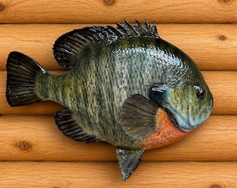 30 cm breite muschelige Reproduktion Fisch-Halterung