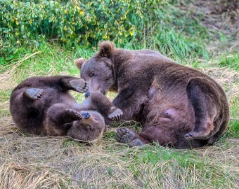 Puede incluir: Un oso pardo grande y un osezno pardo más pequeño interactuando sobre un terreno de hierba. El oso adulto está situado detrás del osezno, mientras que este yace sobre su espalda con las patas levantadas, mostrando pelaje marrón oscuro y garras.