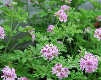 Citronella Geranium Live Plants 4-Pack, Scented Pelargonium Plants, Mosquito Repellent Houseplants Set