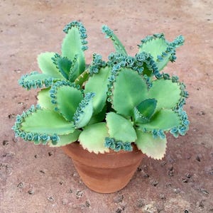 Puede incluir: Una planta suculenta en maceta con hojas grandes de color verde claro. Los bordes de las hojas están bordeados con pequeñas plántulas de color verde azulado. La planta está en una maceta pequeña de terracota y el fondo es una superficie marrón rojiza.