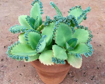 Kalanchoe Daigremontiana 4-Pack Live Plants, Mother of Thousands Succulent Set, Easy Care Indoor Plant