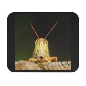 Pode incluir: Imagem em close-up de um gafanhoto com cabeça e corpo amarelo-esverdeado, antenas vermelhas e pernas pequenas alaranjadas. O inseto está posicionado em frente a um fundo verde escuro, com uma superfície de madeira em primeiro plano.