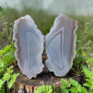 May include: Two polished agate slices featuring concentric bands of translucent white, light gray, and soft beige. The stones have irregular, jagged outer edges and a smooth, flat face, displaying natural mineral layering and crystalline textures.