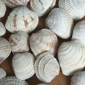 May include: A collection of various seashells featuring ribbed textures and patterns in shades of white, cream, and light brown. Each shell displays distinct radial ridges and natural markings, showcasing a variety of shapes and sizes in this group.
