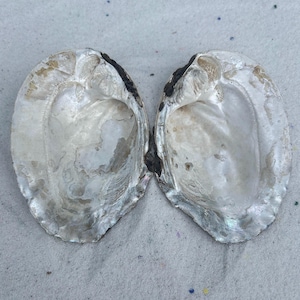 May include: Two open oyster shells displaying their iridescent, pearlescent white interiors. The shells have irregular, textured edges with dark brown and grey outer markings visible along the perimeter, showcasing a natural, glossy finish.