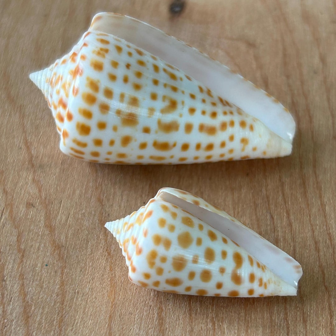 Vintage Alphabet Cone Shells Pair: Sanibel Island Specimen, 1950s ...