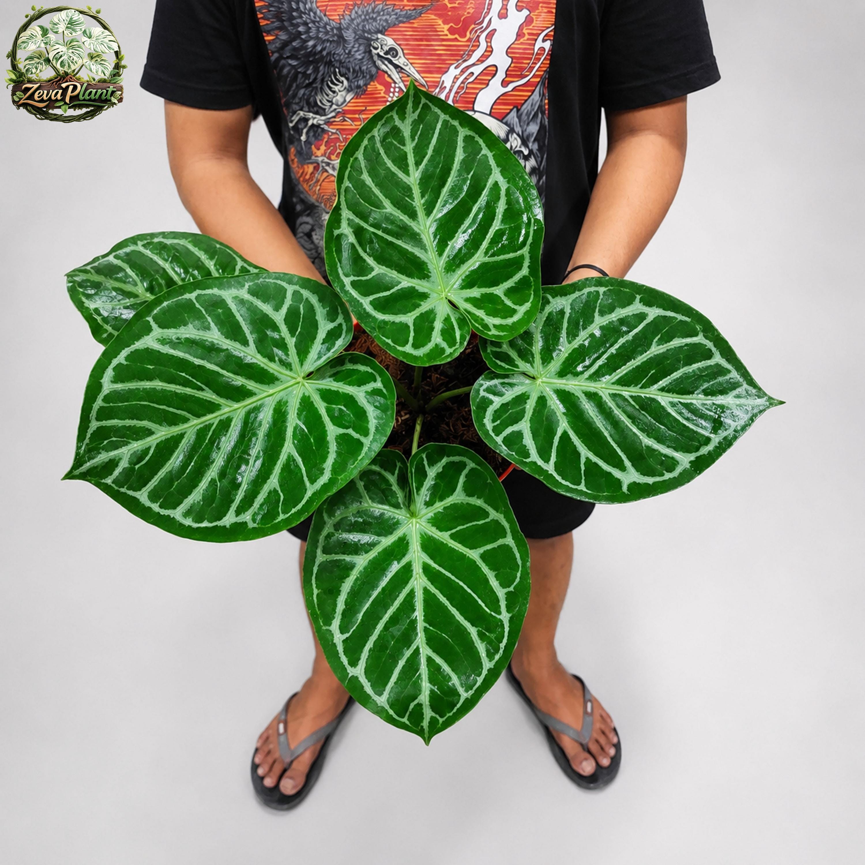 Anthurium Dorayaki Silver Chrome - Etsy