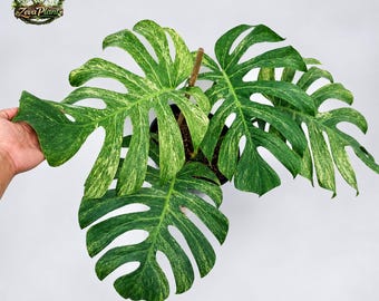 Monstera White Mint Variegated Large Leaves Indoor Plant