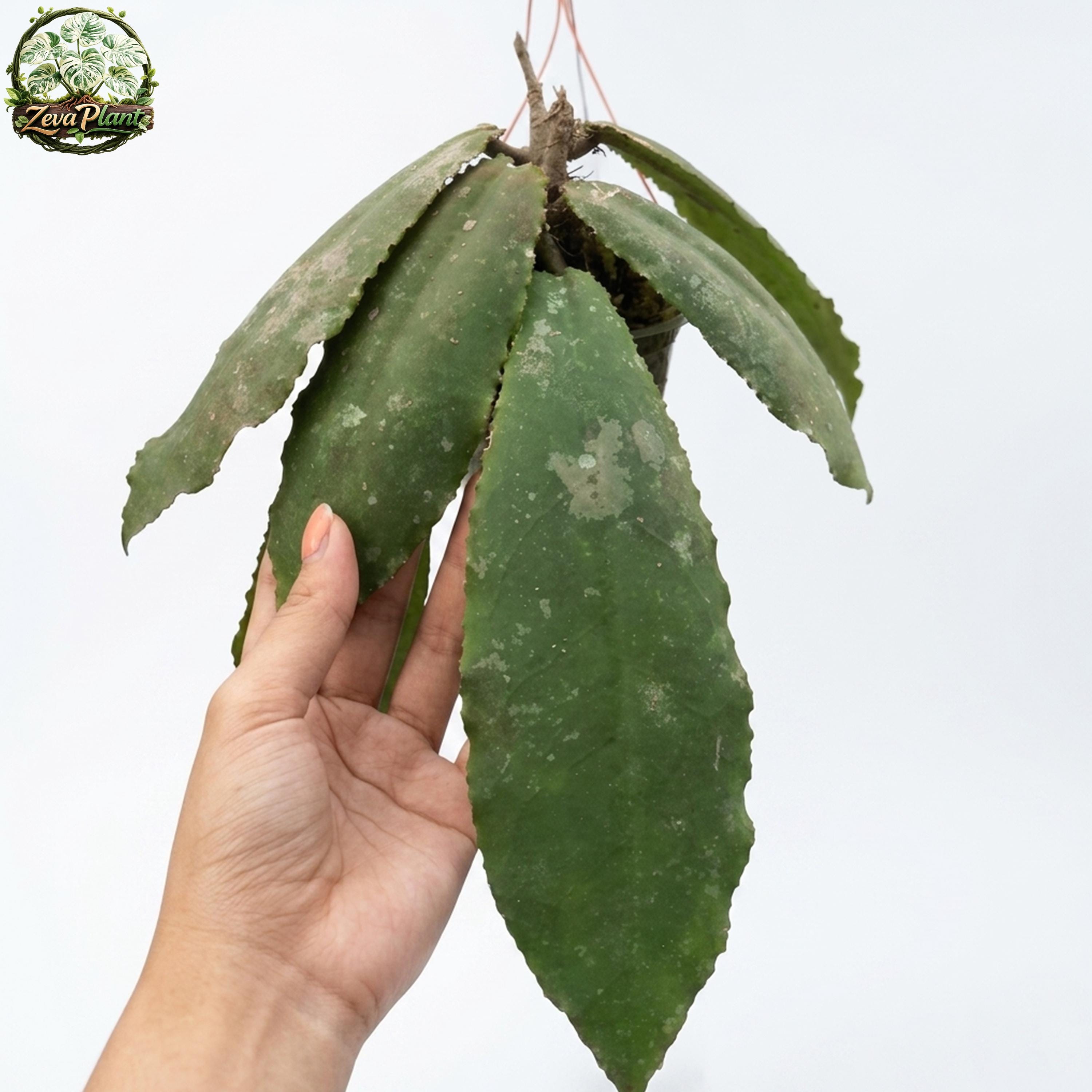Hoya caudata gold - Etsy 日本