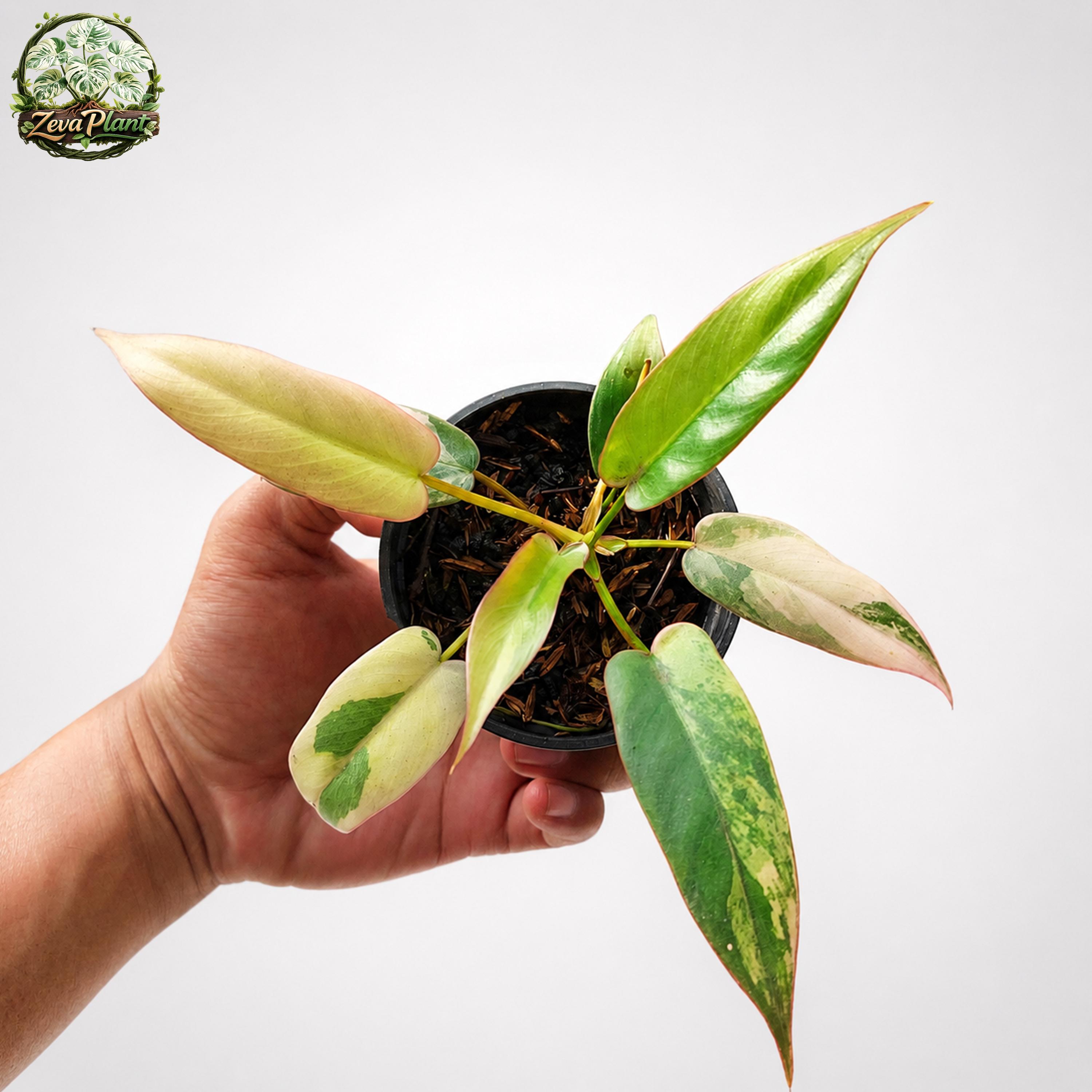 Philodendron atabapoense - Etsy 日本